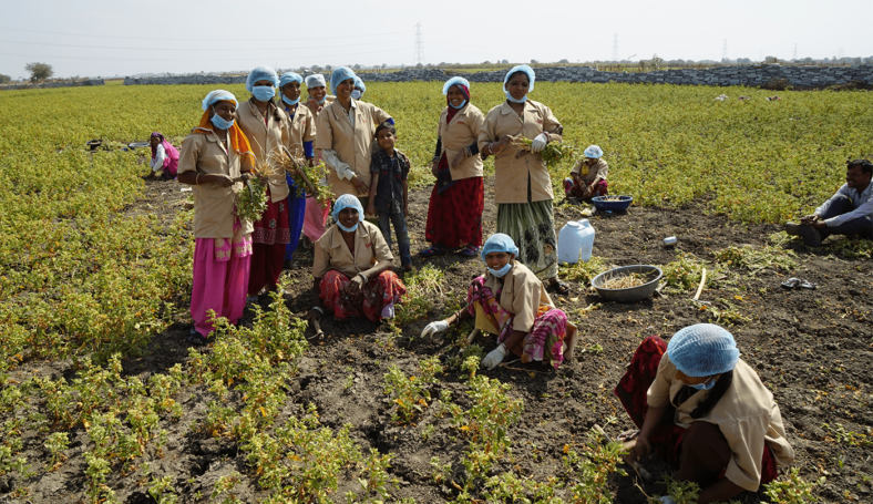 Ashwagandha promotes jobs for women.