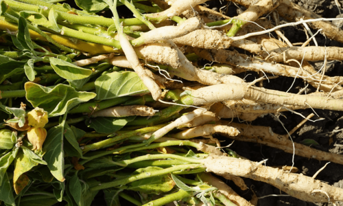 Fresh ashwagandha roots. Photo by Chris Kilham.