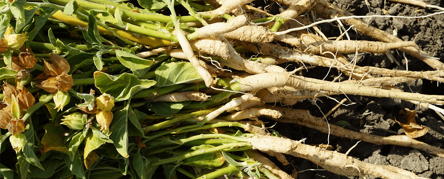 Fresh ashwagandha roots. Photo by Chris Kilham.