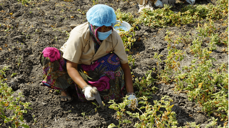 Harvesting ashwagandha roots