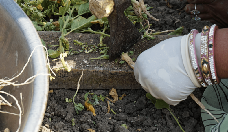 Sustainability and Traceability of ashwagandha.