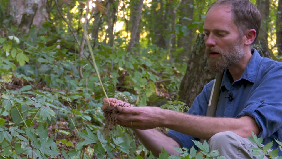 Forest Farming: Blue Cohosh