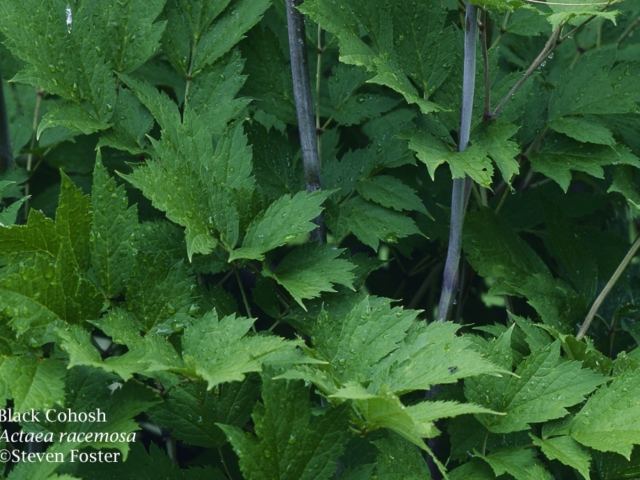 Black Cohosh