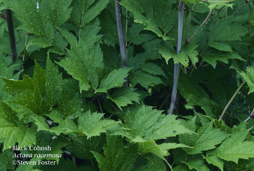 Black Cohosh