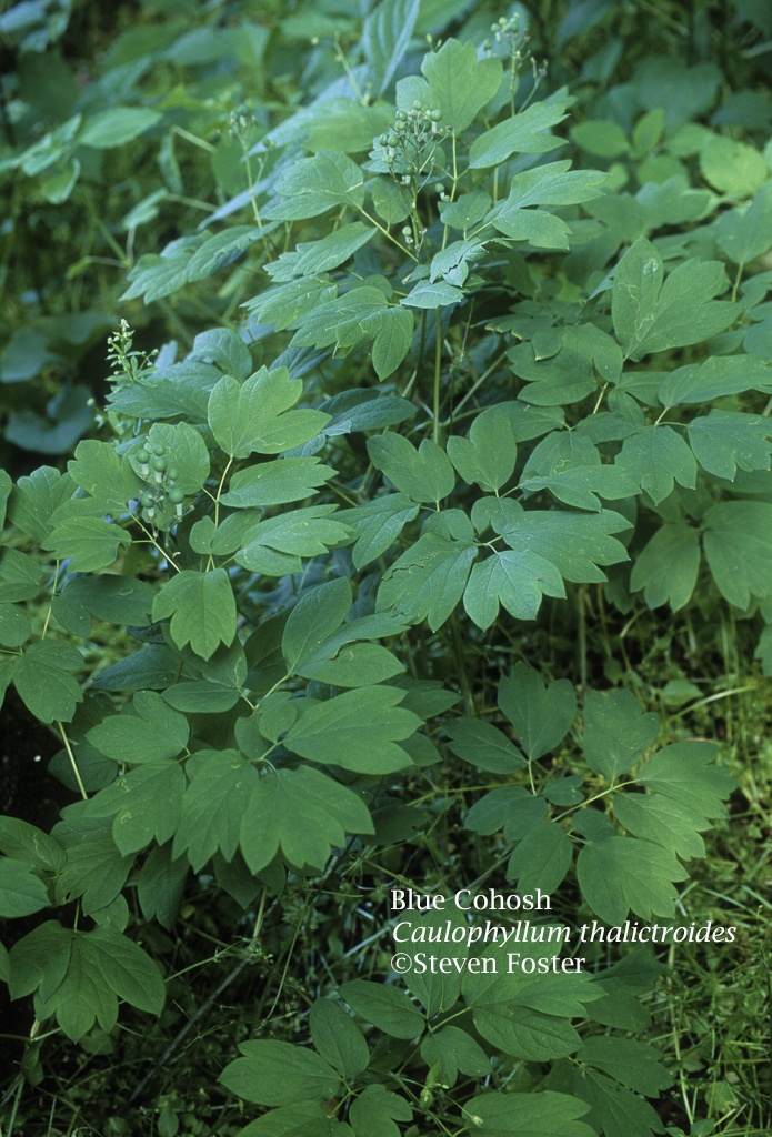 Blue Cohosh