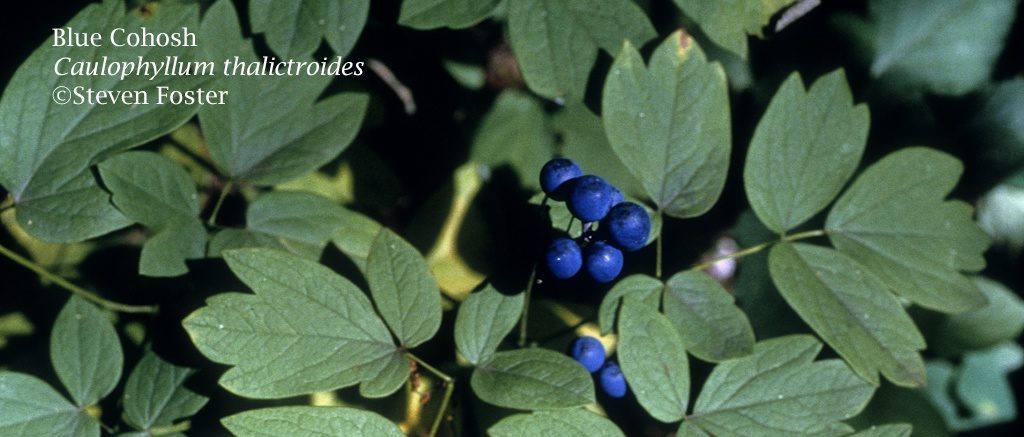 Blue Cohosh