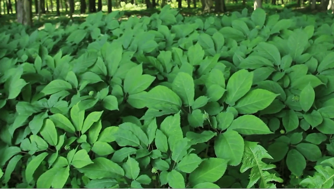 Forest Botanicals Week