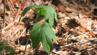 Goldenseal