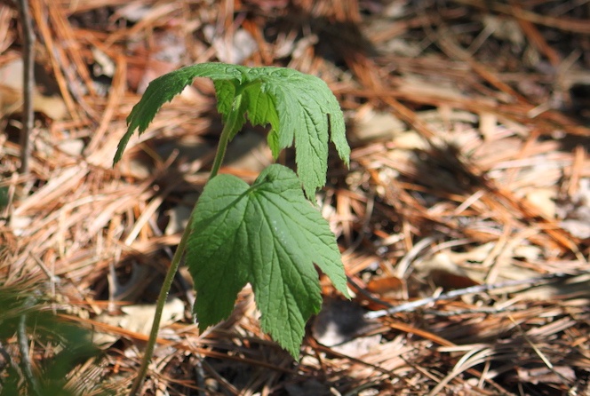 Goldenseal