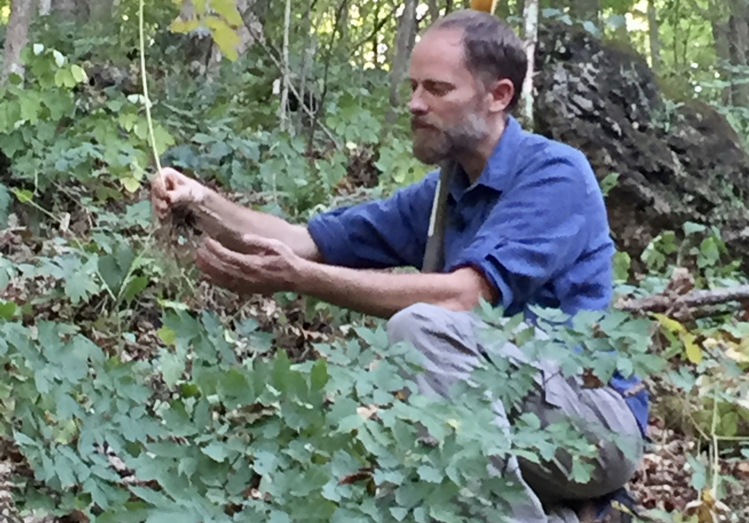 Forest Botanicals Week