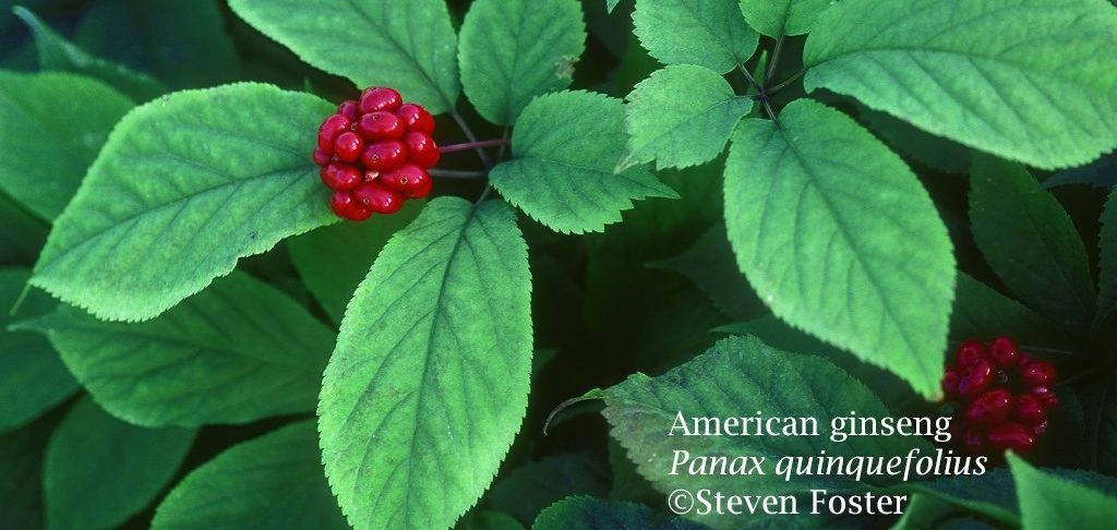 Ginseng: Forest Botanicals Week