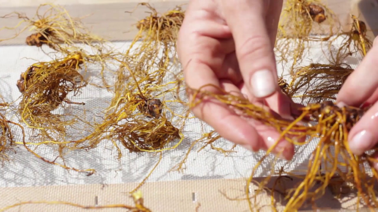 Washing and Drying Goldenseal