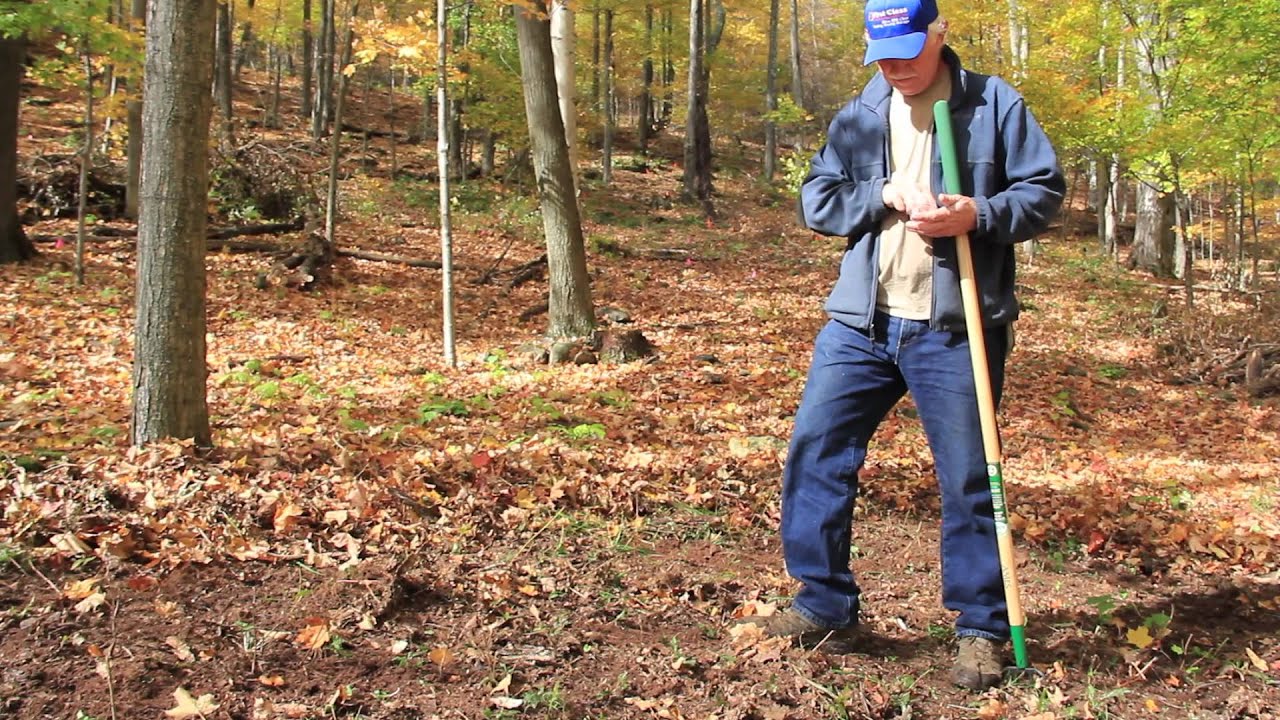 American Ginseng