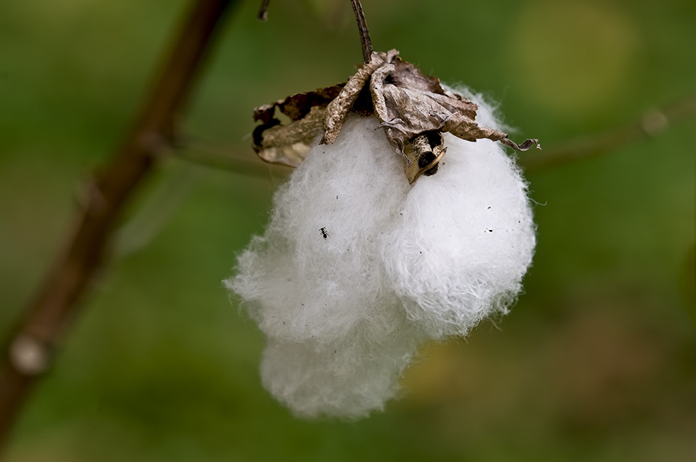 Ethnobotany and The Secret Life of Plants