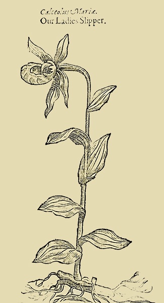 Lady's Slipper, 1597 Gerard's Herball