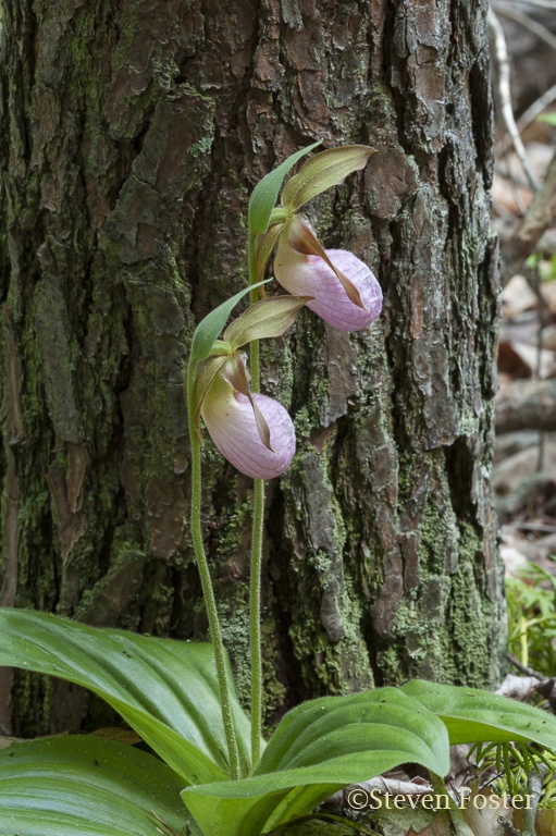 Pink Lady's Slipper, Cypripedium acuale