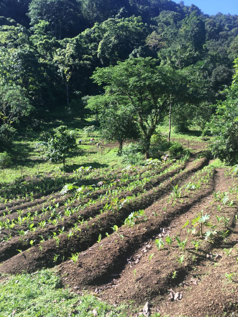 Regenerative Farming in Costa Rica