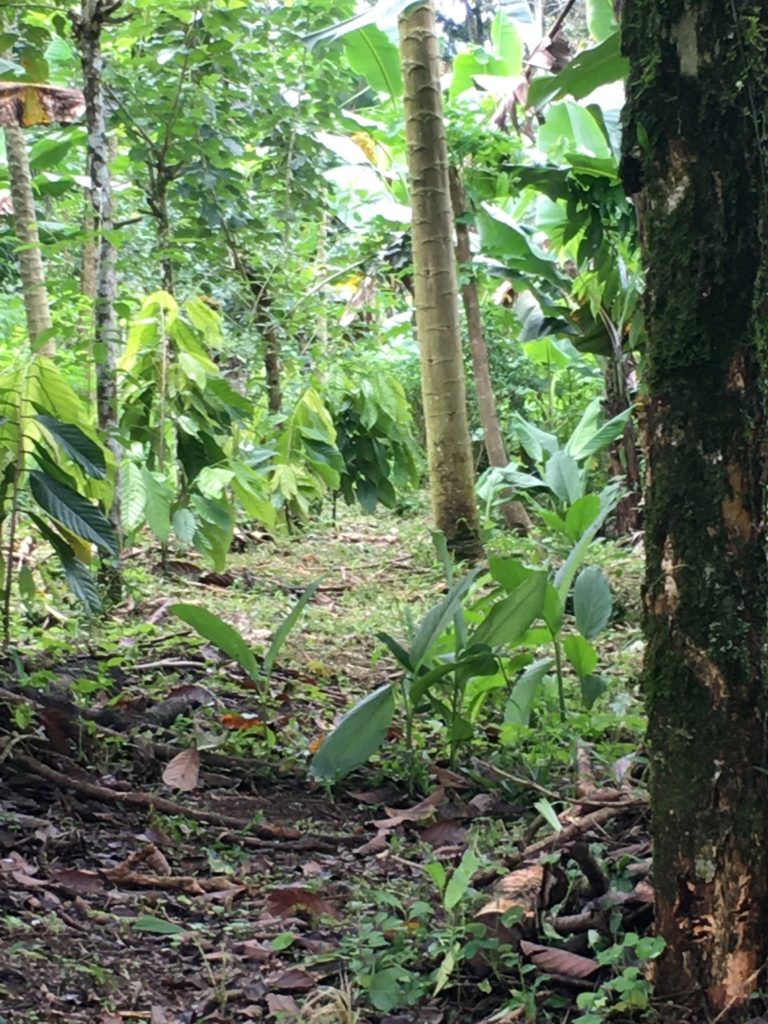 Regenerative Farming in Costa Rica