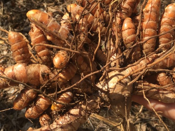 Freshly harvested turmeric rhizome, Nicaragua.