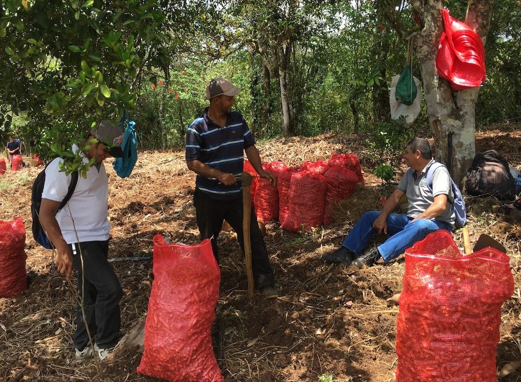 Regenerative Turmeric in Nicaragua