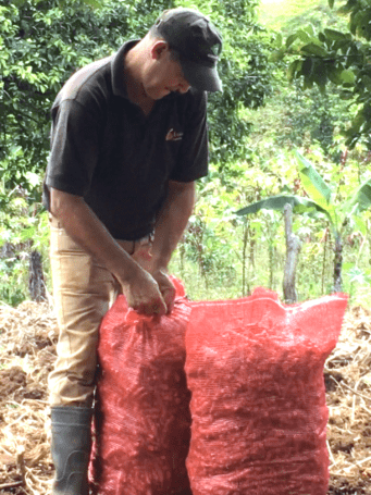 Sacks of freshly harvested turmeric.