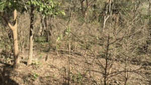 Leaf rust decimates coffee trees in Nicaragua.