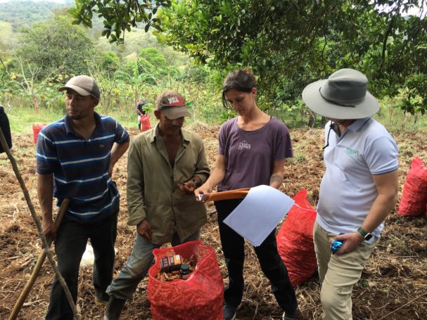 Turmeric fields in Nicaragua