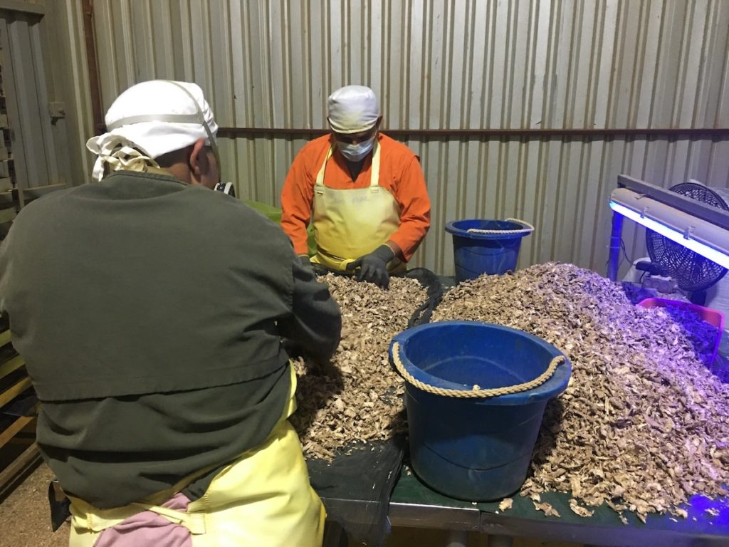 Cleaning ginger at Doselva