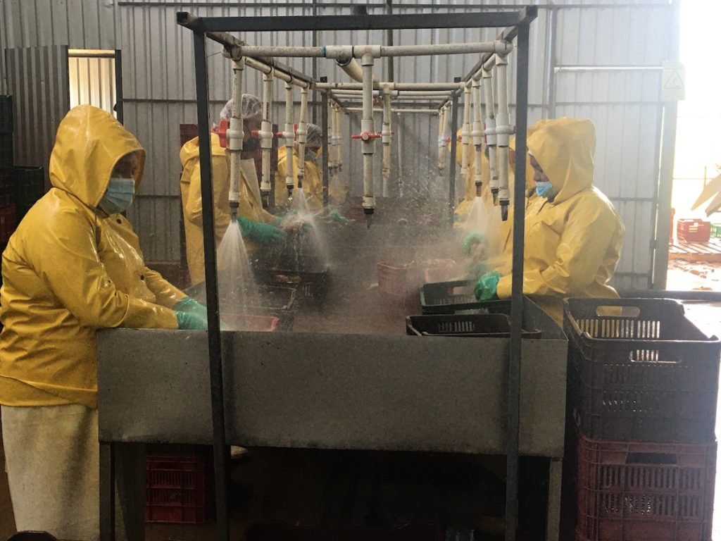 Washing fresh ginger roots at the Doselva processing center.