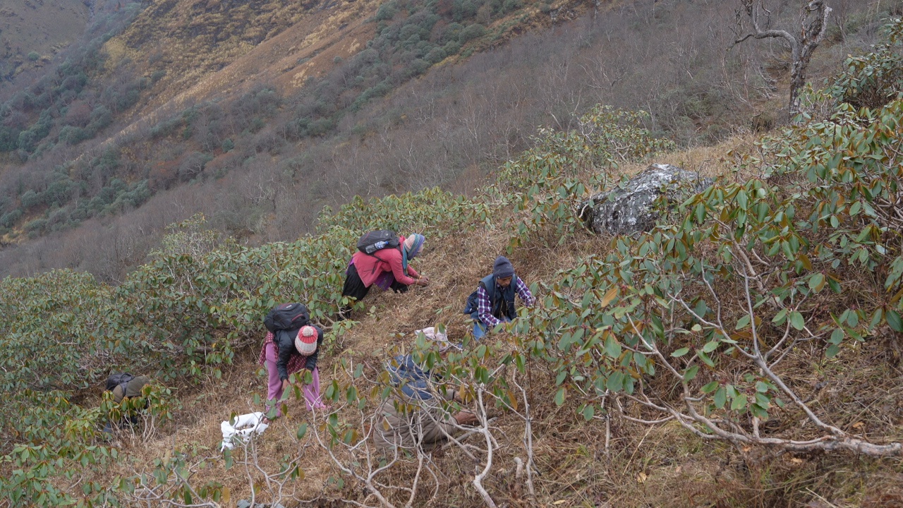 Harvesting jatamansi in Nepal